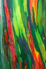 Rainbow Eucalyptus, Arenal Volcano National Park, Alajuela Province, Costa Rica Art Print